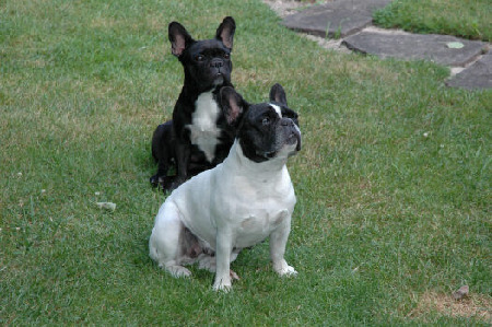 Französische Bulldoggen Arlette und Oona